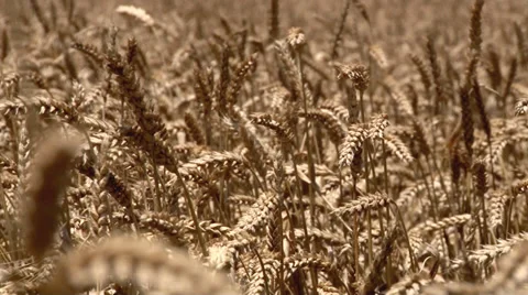 FIELD OF RIPE WHEAT IN THE WIND Stock Footage 39818500