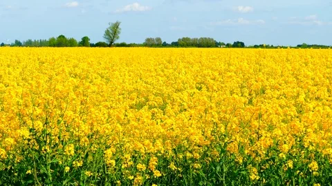 A field of ripe yellow rapeseed. Vídeos de archivo 74666579
