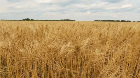 Field of ripe yellow wheat Stock Footage 248128682