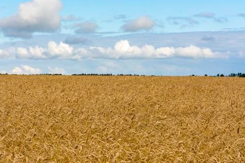 A field with ripened grain. Stock Photos