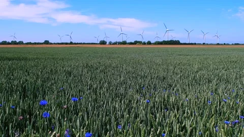 A field ripening and in the wind sways ears of rye with electricity generator Stock Footage 133553103