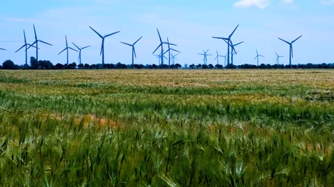 A field ripening and in the wind sways ears of wheat Stock Footage 133640201