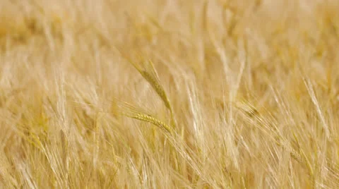 Field of ripening barley Stock Footage 25702216