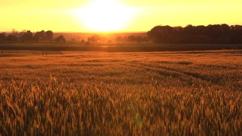 Field of ripening grain during sunset Video stock 109390601