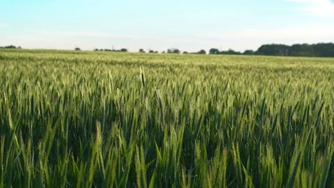 Field of ripening grain Stock Footage 109390551
