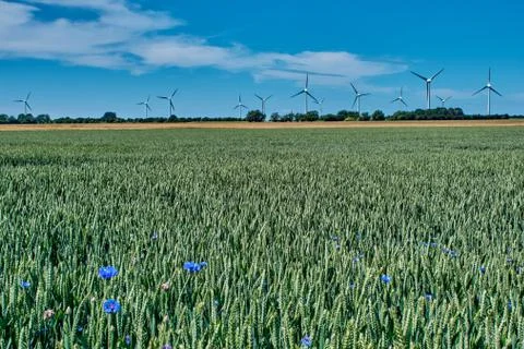 Field of ripening rye with windmill in the background Foto stock