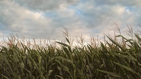 Field of ripening sweet corn 스톡 동영상 315351148