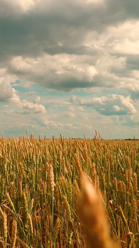 Field of ripening wheat against cloudy sky. Spikelets yellow wheat with grain Stock Footage 301588386