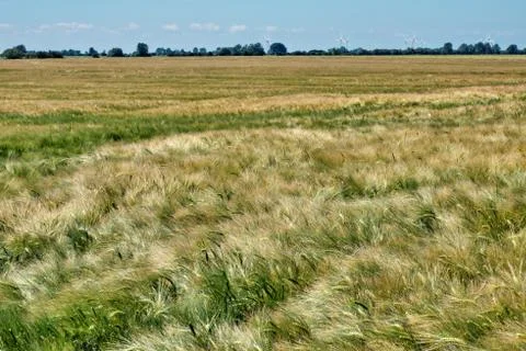 Field of ripening wheat close-up on a sunny summer day. Stock Photos