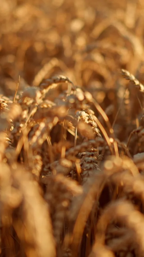 Field of ripening wheat developing at the wind Video stock 273472709