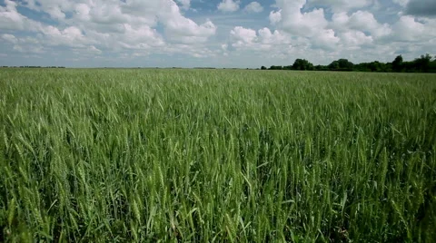 The field of ripening wheat Vidéo 62549733