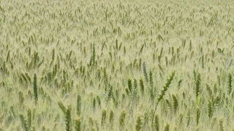 The field of ripening wheat Vidéo 62550270