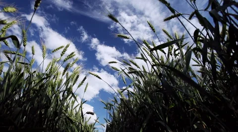 The field of ripening wheat Vidéo 62550308
