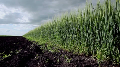 The field of ripening wheat Vidéo 62550358