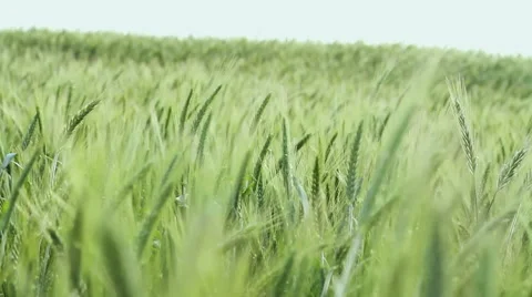 The field of ripening wheat 库存影片 62550877