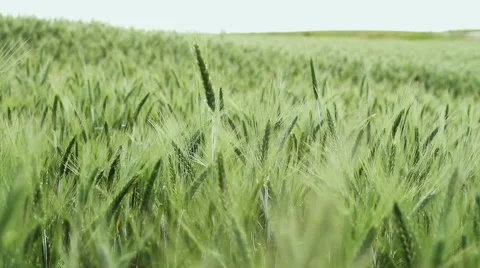 The field of ripening wheat 库存影片 62550908
