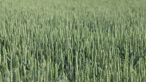 Field of ripening wheat Stock Footage 310883392