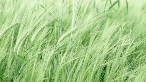 Field of ripening wheat in slow motion. Stock Footage 135432124