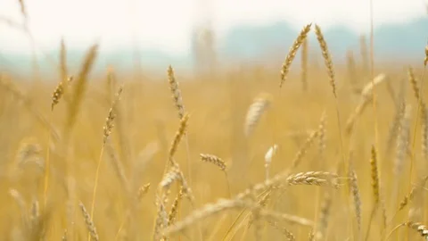 Field of ripening wheat . Spikelets of wheat with grain shakes wind. grain Stock Footage 121319164