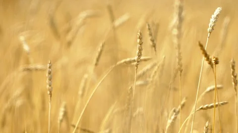 Field of ripening wheat . Spikelets of wheat with grain shakes wind. grain Stock Footage 121390532