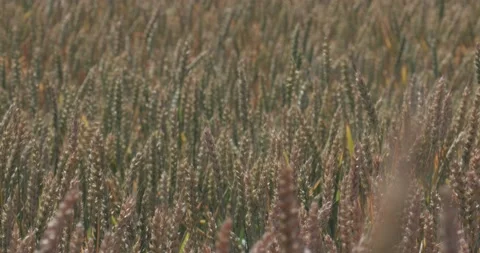 Field Of Ripening Wheat View From The Drone Ears Of Wheat Sways In The Wind Stock Footage 132545856