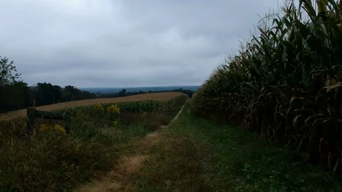 Field road between cornfields Stock Footage 97185626