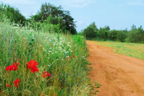 Field road Stock Photos