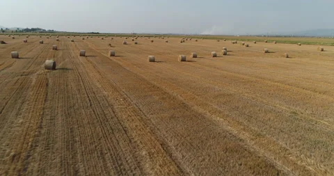 Field With Rolling Haystacks Aerial View.  動画素材 157258772