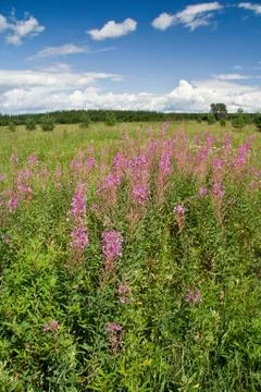 Field of rose-bay Foto stock