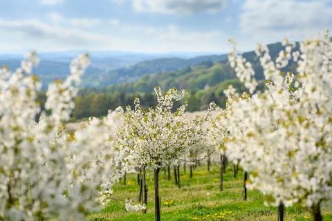 Field with rows of cherry trees near Klokoci. Bohemian Paradise. Stock Photos