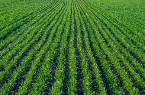 Field with rows green wheat close-up, farmland. Stock Photos