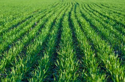 Field with rows green wheat close-up, farmland. Stock Photos