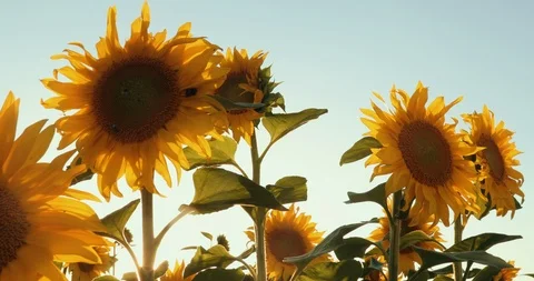 Field With Rows Of Sunflowers At Sunset. Prores, Slow Motion 库存影片 107098041