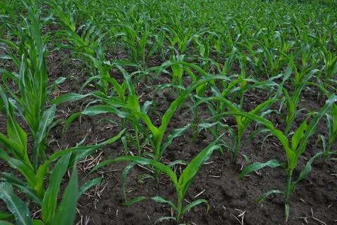 Field with rows of young corn. Rural landscape Stock Photos