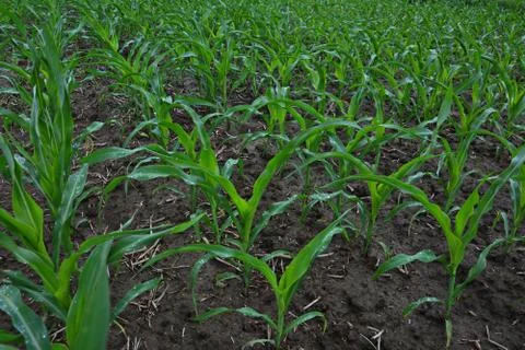 Field with rows of young corn. Rural landscape Stock Photos