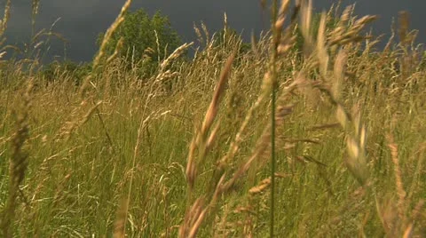 Field Run Stock Footage 12447791