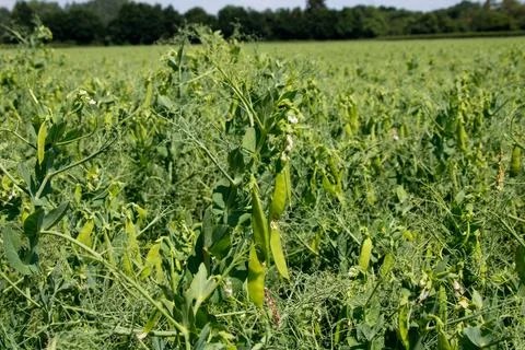 Field of runner bean crop Stock Photos