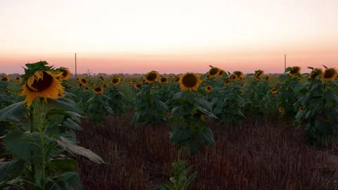 Field of Rural Sunflowers at Sunset, Steady Stock Footage