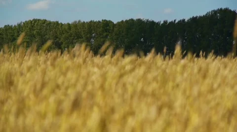 Field of rye 1 defocused Stock Footage 8538701