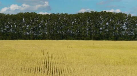 Field of rye 2 Stock Footage 8538808