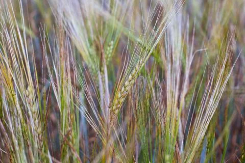 A field with rye 22 Stock Photos