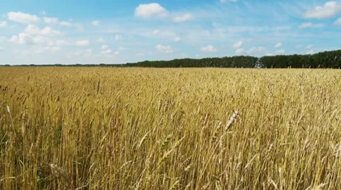 Field of rye 4 Stock Footage 8538759