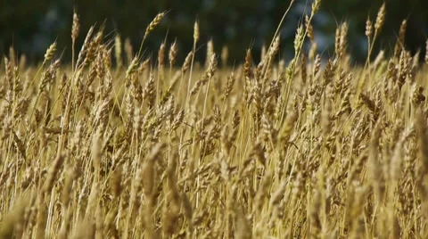 Field of rye 5 Video stock 8538771