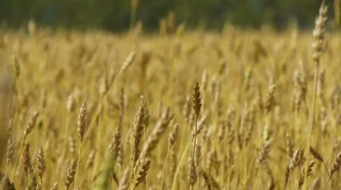 Field of rye 6 Stock Footage 8538665