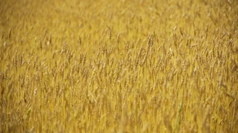 Field of rye 7 Stock Footage 8538675