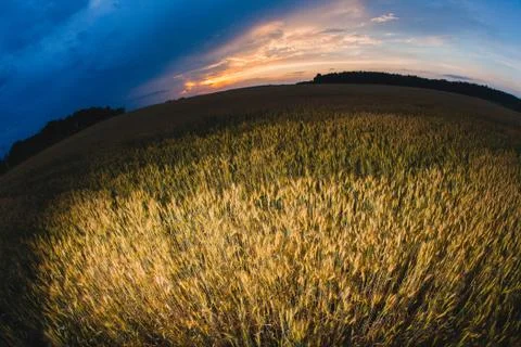 Field of rye and cloudy sky at sunset Stock Photos