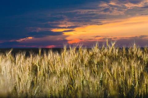 Field of rye and cloudy sky at sunset Foto stock