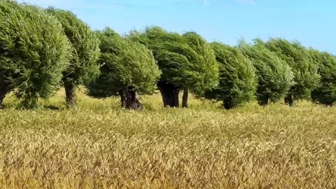 Field of rye and row of willow trees swaying in the wind at Skillinge, Stock Footage 340111238
