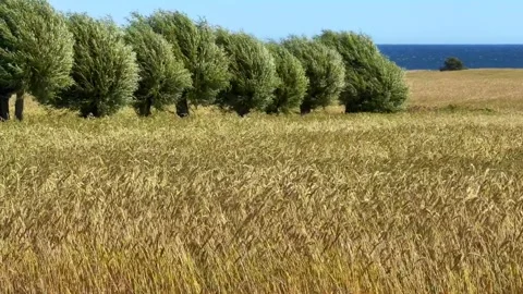 Field of rye and row of willow trees swaying in the wind with the Baltic Sea in Stock Footage 340111240