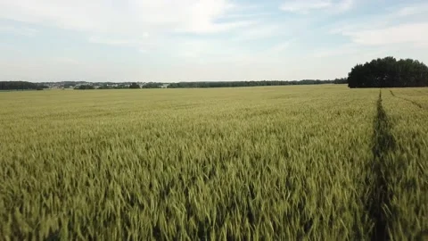 Field of rye. Beautiful summer field. Bread grows. Flying over a beautiful fi Stock Footage 134071079
